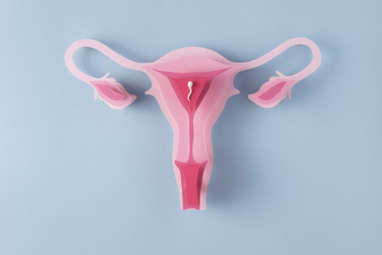 female reproductive system view