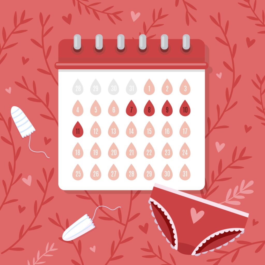 Menstrual Cycle