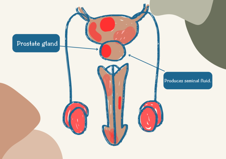 ต่อมลูกหมาก